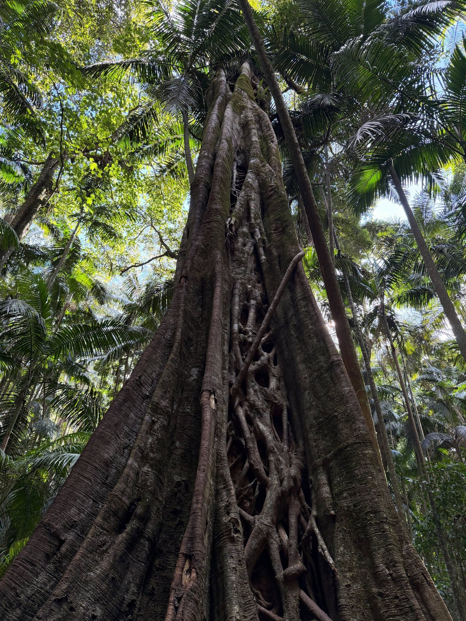 Mount Tamborine view