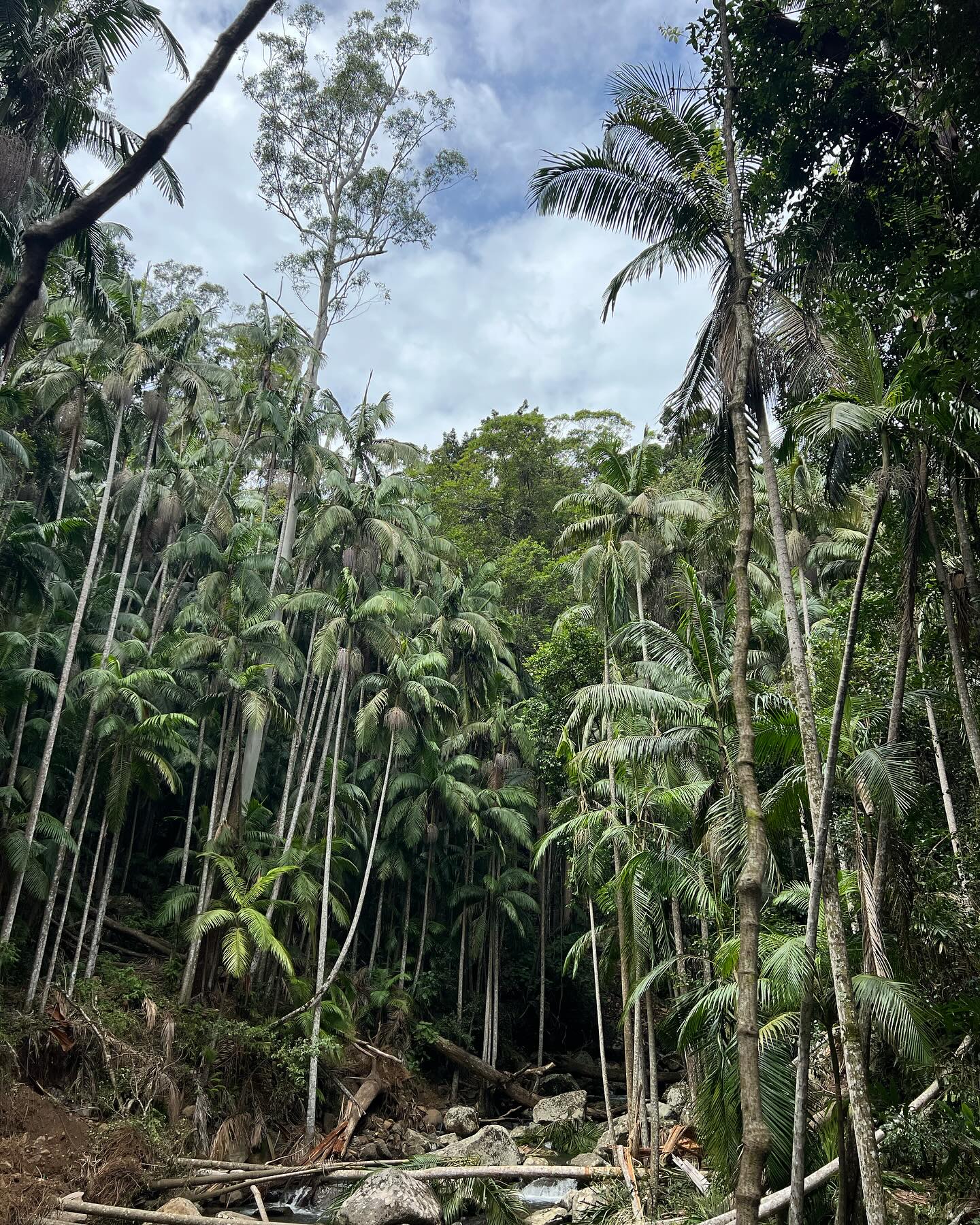 Mount Tamborine view