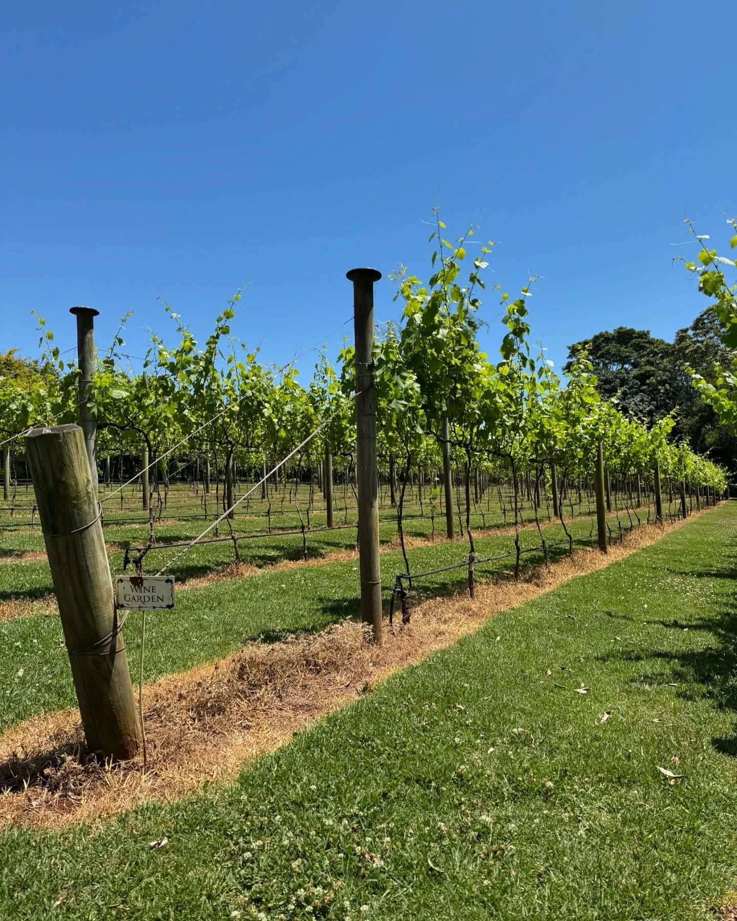 Mount Tamborine tour visitor photo